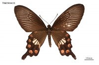 藏品(紅珠鳳蝶)的圖片